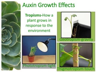 Auxin Growth Effects
Thigmotropism-touch
Phototropism-light
Geotropism-gravity
Tropisms-How a
plant grows in
response to the
environment
 