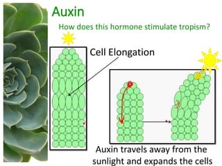 Auxin
How does this hormone stimulate tropism?
Cell Elongation
Auxin travels away from the
sunlight and expands the cells
 