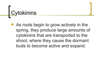 Cytokinins As roots begin to grow actively in the spring, they produce large amounts of cytokinins that are transported to the shoot, where they cause the dormant buds to become active and expand. 
