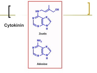 Cytokinin 