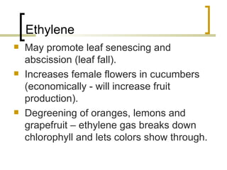 Ethylene May promote leaf senescing and abscission (leaf fall). Increases female flowers in cucumbers (economically - will increase fruit production). Degreening of oranges, lemons and grapefruit – ethylene gas breaks down chlorophyll and lets colors show through. 