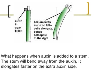 What happens when auxin is added to a stem. The stem will bend away from the auxin. It elongates faster on the extra auxin side. 