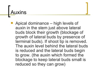 Auxins Apical dominance – high levels of auxin in the stem just above lateral buds block their growth (blockage of growth of lateral buds by presence of terminal buds). If shoot tip is removed. The auxin level behind the lateral buds is reduced and the lateral buds begin to grow. (the auxin which formed the blockage to keep lateral buds small is reduced so they can grow) 
