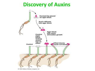 Discovery of Auxins
 