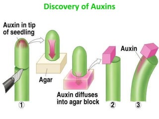 Discovery of Auxins
 