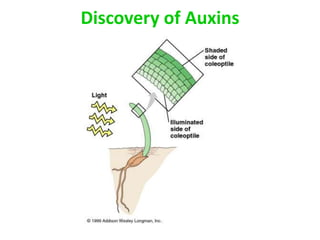 Discovery of Auxins
 