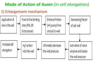 Mode of Action of Auxin (in cell elongation)
1) Enlargement mechanism
 