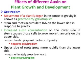 Effects of different Auxin on
Plant Growth and Development
Geotropism
• Movement of a plant’s organ in response to gravity is
known as geotropism/ gravitropism.
• Stem and roots accumulate IAA on the lower side in
response to gravity.
• Increased auxin concentration on the lower side in
stems causes those cells to grow more than cells on the
upper side.
– stem bends up against the force of gravity
• negative gravitropism
• Upper side of roots grow more rapidly than the lower
side.
– roots ultimately grow downward
• positive gravitropism
 
