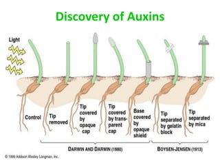 Discovery of Auxins
 