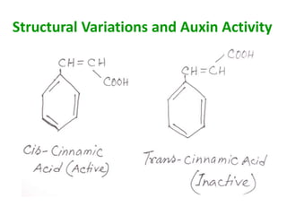 Structural Variations and Auxin Activity
 