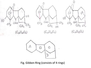 Fig. Gibben Ring (consists of 4 rings)
 