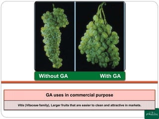 Plant Growth Regulators | PPTX