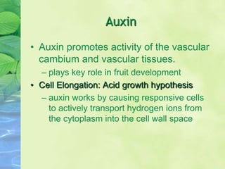 Auxin
• Auxin promotes activity of the vascular
cambium and vascular tissues.
– plays key role in fruit development
• Cell Elongation: Acid growth hypothesis
– auxin works by causing responsive cells
to actively transport hydrogen ions from
the cytoplasm into the cell wall space
 