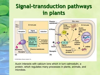 Signal-transduction pathways
in plants
Auxin interacts with calcium ions which in turn calmodulin, a
protein, which regulates many processes in plants, animals, and
microbes.
 