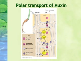 Polar transport of Auxin
 