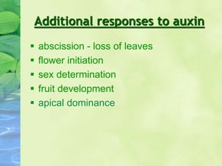Additional responses to auxin
 abscission - loss of leaves
 flower initiation
 sex determination
 fruit development
 apical dominance
 