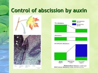 Control of abscission by auxin
 