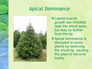 Apical Dominance
Lateral branch
growth are inhibited
near the shoot apex,
but less so farther
from the tip.
Apical dominance is
disrupted in some
plants by removing
the shoot tip, causing
the plant to become
bushy.
 