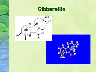 Gibberellin
 