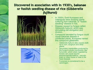 Discovered in association with In 1930's, bakanae
or foolish seedling disease of rice (Gibberella
fujikuroi)
• In 1930's, Ewiti Kurosawa and
colleagues were studying plants
suffering from bakanae, or "foolish
seedling" disease in rice.
• Disease caused by fungus called,
Gibberella fujikuroi, which was
stimulating cell elongation and
division.
• Compound secreted by fungus could
cause bakanae disease in
uninfected plants. Kurosawa named
this compound gibberellin.
– Gibberella fujikuroi also causes stalk
rot in corn, sorghum and other
plants.
– Secondary metabolites produced by
the fungus include mycotoxins, like
fumonisin, which when ingested by
horses can cause equine
leukoencephalomalacia - necrotic
brain or crazy horse or hole in the
head disease.
– Fumonisin is considered to be a
carcinogen.
 