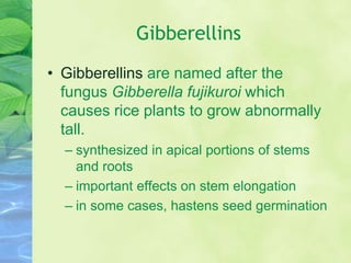 Gibberellins
• Gibberellins are named after the
fungus Gibberella fujikuroi which
causes rice plants to grow abnormally
tall.
– synthesized in apical portions of stems
and roots
– important effects on stem elongation
– in some cases, hastens seed germination
 