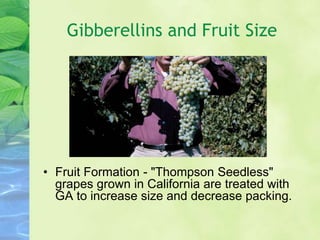 Gibberellins and Fruit Size
• Fruit Formation - "Thompson Seedless"
grapes grown in California are treated with
GA to increase size and decrease packing.
 