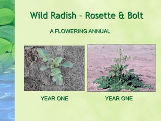 Wild Radish – Rosette & Bolt
YEAR ONE YEAR ONE
A FLOWERING ANNUAL
 