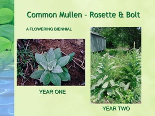 Common Mullen – Rosette & Bolt
YEAR ONE
YEAR TWO
A FLOWERING BIENNIAL
 