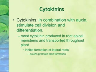 Cytokinins
• Cytokinins, in combination with auxin,
stimulate cell division and
differentiation.
– most cytokinin produced in root apical
meristems and transported throughout
plant
• inhibit formation of lateral roots
– auxins promote their formation
 