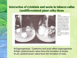 Interaction of cytokinin and auxin in tobacco callus
(undifferentiated plant cells) tissue
Organogenesis: Cytokinins and auxin affect organogenesis
High cytokinin/auxin ratios favor the formation of shoots
Low cytokinin/auxin ratios favor the formation of roots.
 