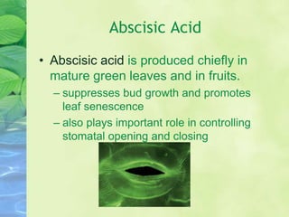 Abscisic Acid
• Abscisic acid is produced chiefly in
mature green leaves and in fruits.
– suppresses bud growth and promotes
leaf senescence
– also plays important role in controlling
stomatal opening and closing
 