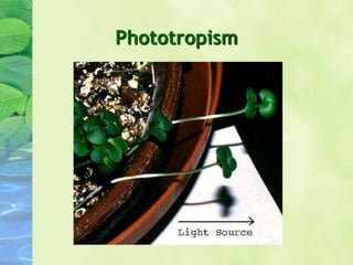 Phototropism
 