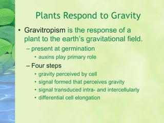 Plants Respond to Gravity
• Gravitropism is the response of a
plant to the earth’s gravitational field.
– present at germination
• auxins play primary role
– Four steps
• gravity perceived by cell
• signal formed that perceives gravity
• signal transduced intra- and intercellularly
• differential cell elongation
 
