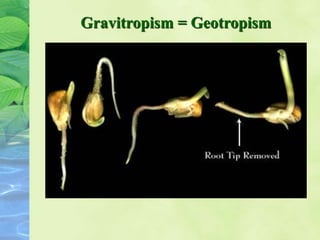 Gravitropism = Geotropism
 
