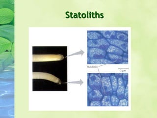 Statoliths
 