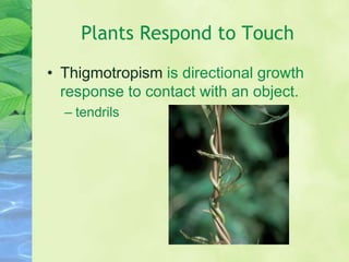 Plants Respond to Touch
• Thigmotropism is directional growth
response to contact with an object.
– tendrils
 