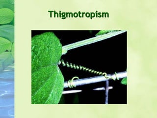Thigmotropism
 
