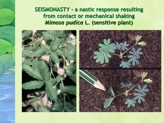 SEISMONASTY - a nastic response resulting
from contact or mechanical shaking
Mimosa pudica L. (sensitive plant)
 