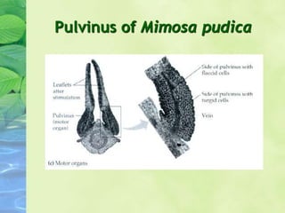 Pulvinus of Mimosa pudica
 