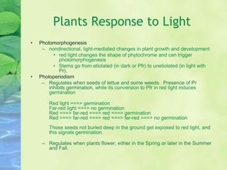 Plants Response to Light
• Photomorphogenesis
– nondirectional, light-mediated changes in plant growth and development
• red light changes the shape of phytochrome and can trigger
photomorphogenesis
• Stems go from etiolated (in dark or Pfr) to unetiolated (in light with
Pr).
• Photoperiodism
– Regulates when seeds of lettue and some weeds. Presence of Pr
inhibits germination, while its conversion to Pfr in red light induces
germination
Red light ===> germination
Far-red light ===> no germination
Red ===> far-red ===> red ===> germination
Red ===> far-red ===> red ===> far-red ===> no germination
Those seeds not buried deep in the ground get exposed to red light, and
this signals germination.
– Regulates when plants flower; either in the Spring or later in the Summer
and Fall.
 