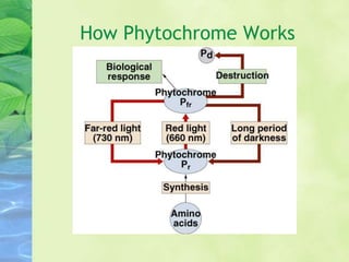 How Phytochrome Works
 