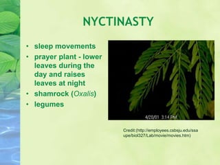 NYCTINASTY
• sleep movements
• prayer plant - lower
leaves during the
day and raises
leaves at night
• shamrock (Oxalis)
• legumes
Credit:(http://employees.csbsju.edu/ssa
upe/biol327/Lab/movie/movies.htm)
 