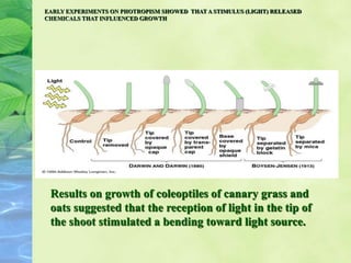 EARLY EXPERIMENTS ON PHOTROPISM SHOWED THAT A STIMULUS (LIGHT) RELEASED
CHEMICALS THAT INFLUENCED GROWTH
Results on growth of coleoptiles of canary grass and
oats suggested that the reception of light in the tip of
the shoot stimulated a bending toward light source.
 