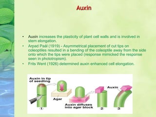 Auxin
• Auxin increases the plasticity of plant cell walls and is involved in
stem elongation.
• Arpad Paál (1919) - Asymmetrical placement of cut tips on
coleoptiles resulted in a bending of the coleoptile away from the side
onto which the tips were placed (response mimicked the response
seen in phototropism).
• Frits Went (1926) determined auxin enhanced cell elongation.
 