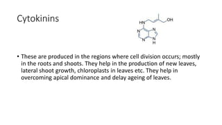 Cytokinins
• These are produced in the regions where cell division occurs; mostly
in the roots and shoots. They help in the production of new leaves,
lateral shoot growth, chloroplasts in leaves etc. They help in
overcoming apical dominance and delay ageing of leaves.
 