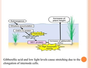 Gibberellic acid and low light levels cause stretching due to the
elongation of internode cells.
 