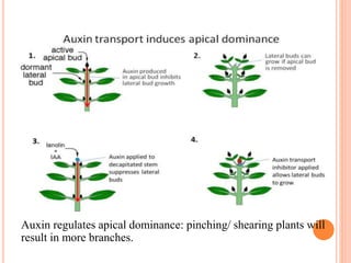 Auxin regulates apical dominance: pinching/ shearing plants will
result in more branches.
 