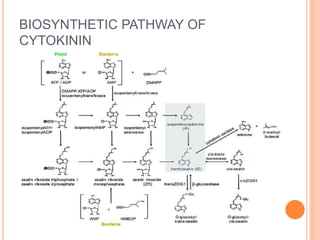 BIOSYNTHETIC PATHWAY OF
CYTOKININ
 