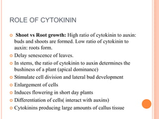 ROLE OF CYTOKININ
 Shoot vs Root growth: High ratio of cytokinin to auxin:
buds and shoots are formed. Low ratio of cytokinin to
auxin: roots form.
 Delay senescence of leaves.
 In stems, the ratio of cytokinin to auxin determines the
bushiness of a plant (apical dominance)
 Stimulate cell division and lateral bud development
 Enlargement of cells
 Induces flowering in short day plants
 Differentiation of cells( interact with auxins)
 Cytokinins producing large amounts of callus tissue
 