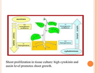 Shoot proliferation in tissue culture: high cytokinin and
auxin level promotes shoot growth.
 